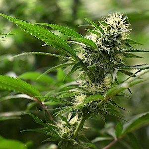 Cannabis / 420