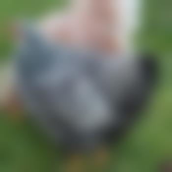 stilvoll_devot
