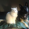 puppybxy