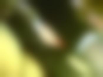 nicitv