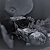Timotheus_O