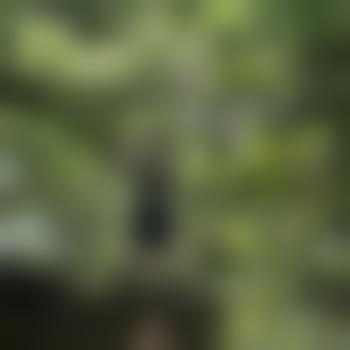 bobba_7