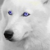 Sir_MidnightForest