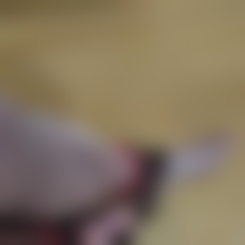ingolstadt386520