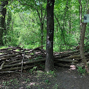 Forstwerder Wäldchen ( Halle Trotha )