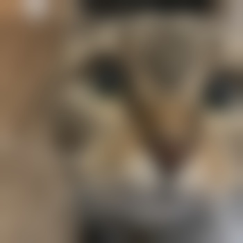 Murxel1120