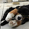 Desperate_puppy07