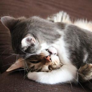 Playfights / Raufspiele