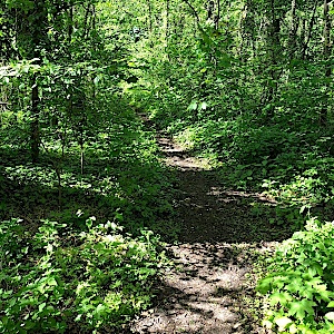 Forstwerder Wäldchen ( Halle Trotha )