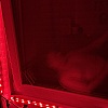 LostPet02