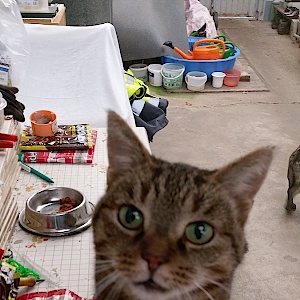 Katzen